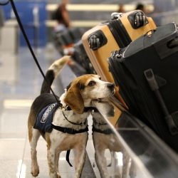 TSA airline dog