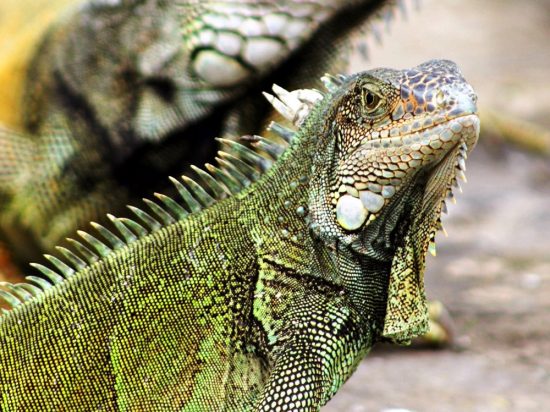 Iguanas of Guayaquil - Globetrotter Girls