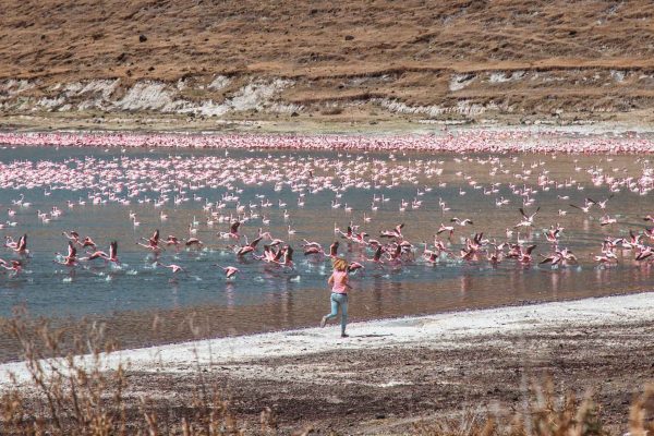 Ethiopia - Flamingoes - Once Upon a Journey
